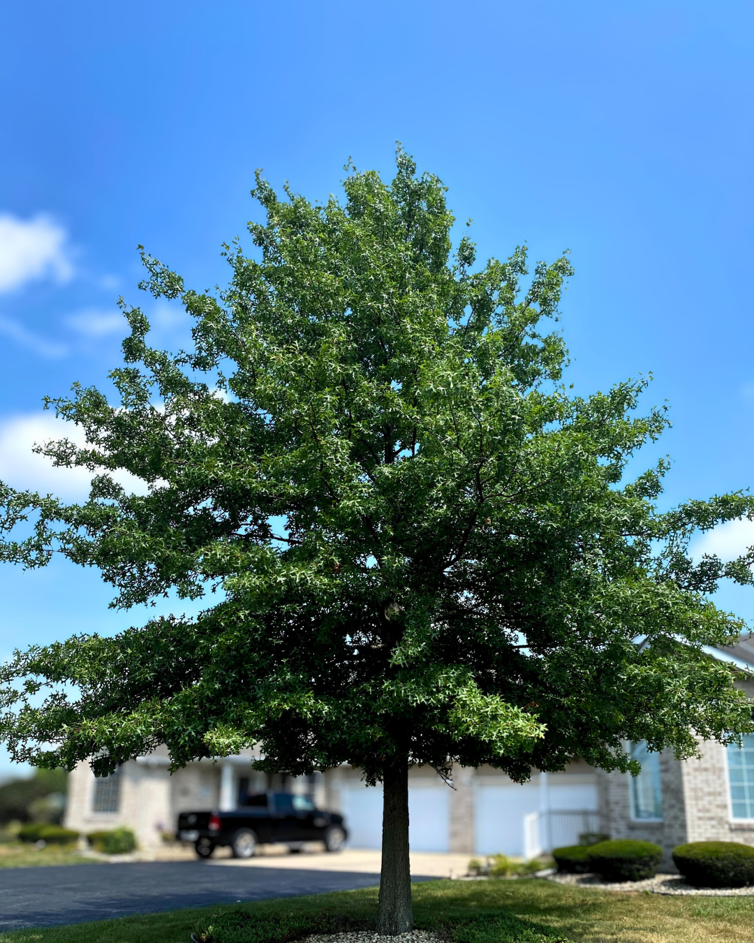 A large oak tree shades the front of a home.